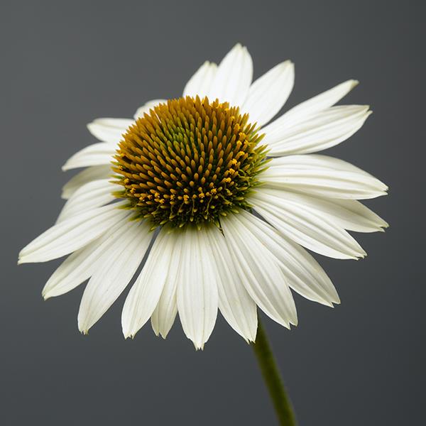 Sombrero<sup>®</sup> Blanco Bloom