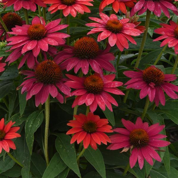 Sombrero<sup>®</sup> Tres Amigos Bloom