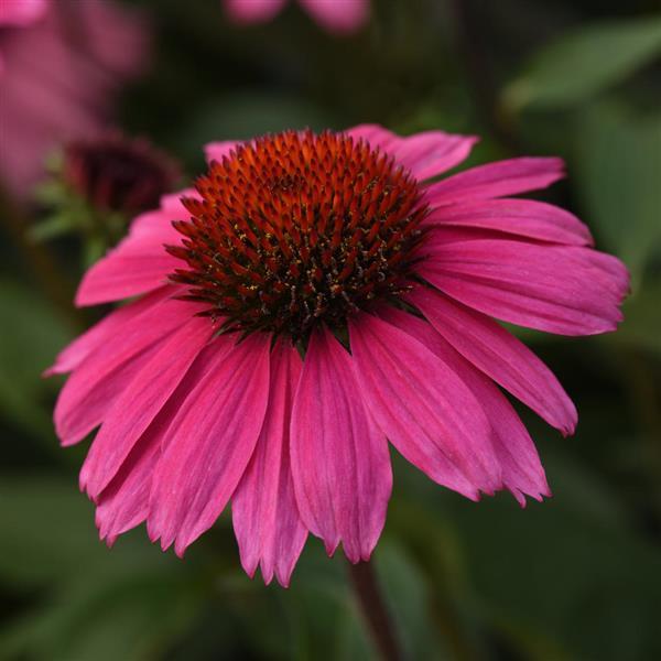 Sombrero<sup>®</sup> Rosada Bloom