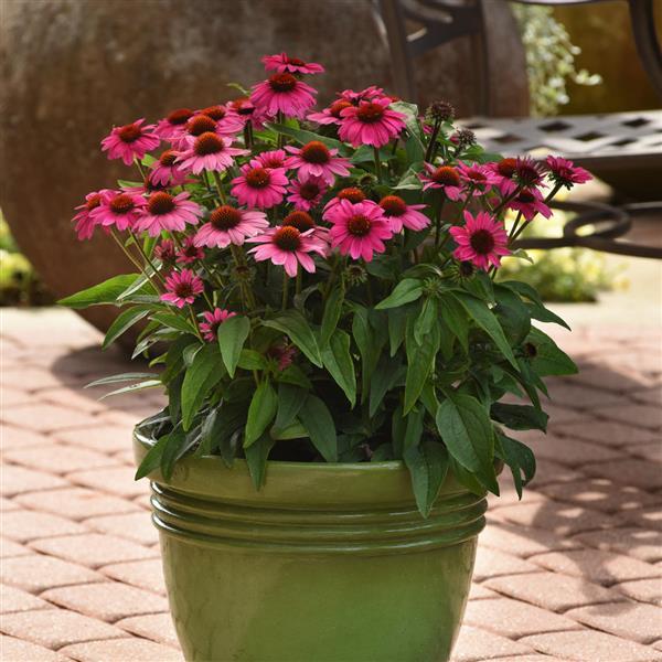 Sombrero<sup>®</sup> Rosada Container