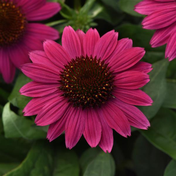 Sombrero<sup>®</sup> Fuchsia Fandango Bloom
