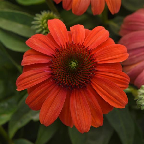 Sombrero<sup>®</sup> Mandarin Mambo Bloom