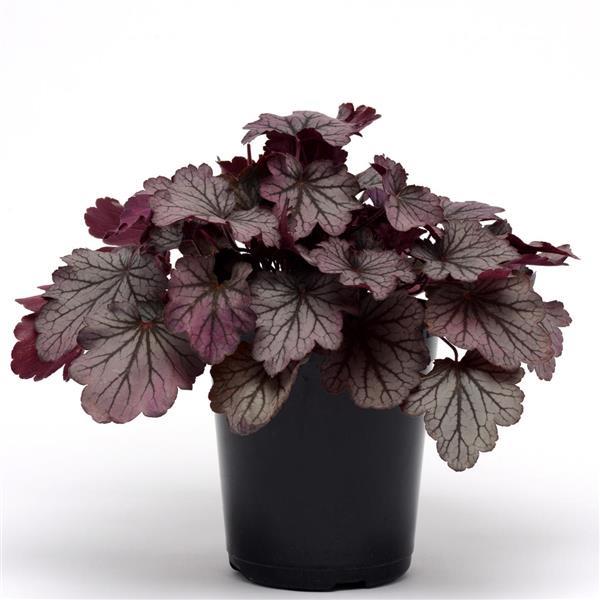 Carnival Rose Granita Container