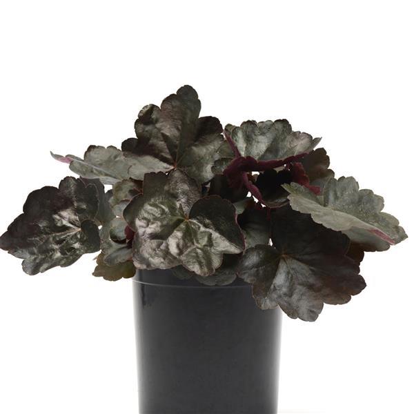 Carnival Black Olive Container