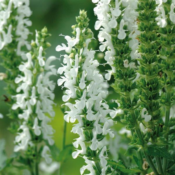 Lyrical™ White Bloom