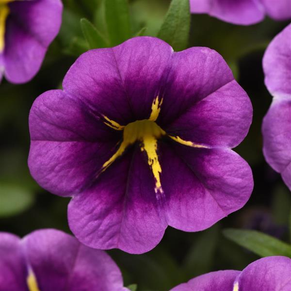 Conga™ Purple Star Bloom