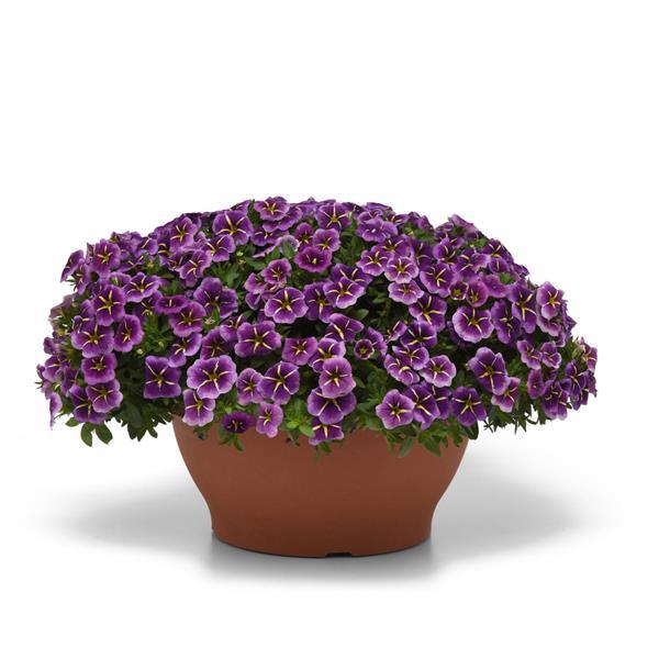 Conga™ Purple Star Container