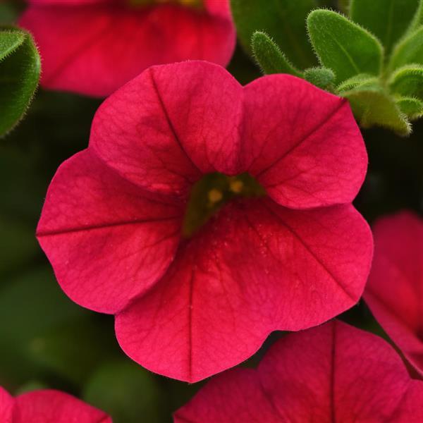 Conga™ Red Bloom