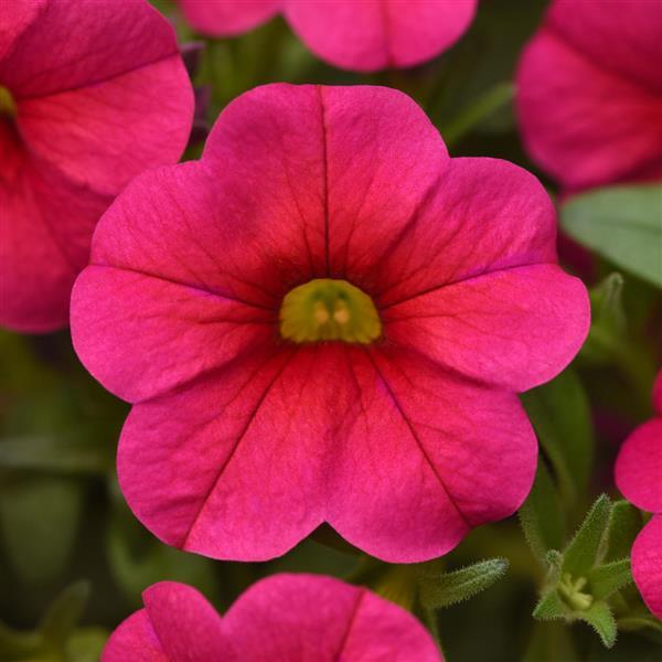 Conga™ Rose Bloom