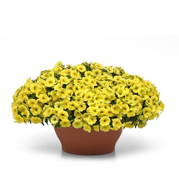 Conga™ Yellow Container