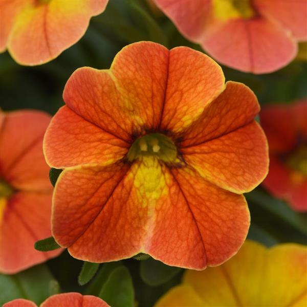 Conga™ Diva Orange Bloom