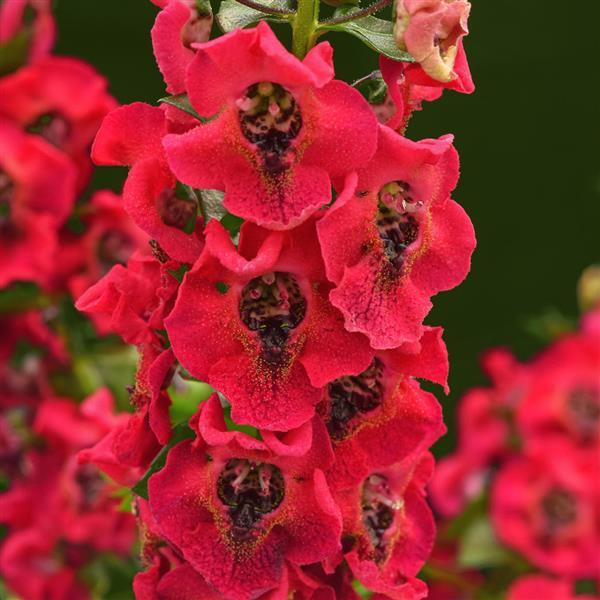 Archangel™ Cherry Red Bloom