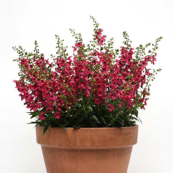 Archangel™ Cherry Red Container