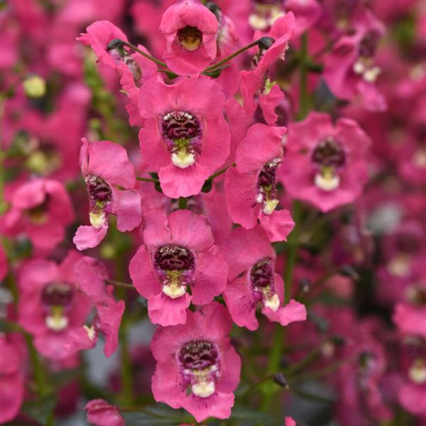 Archangel™ Coral Bloom