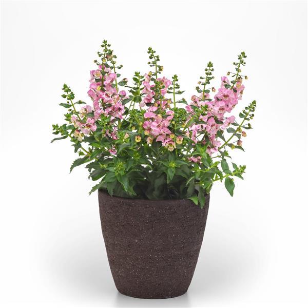 Archangel™ Light Pink Container