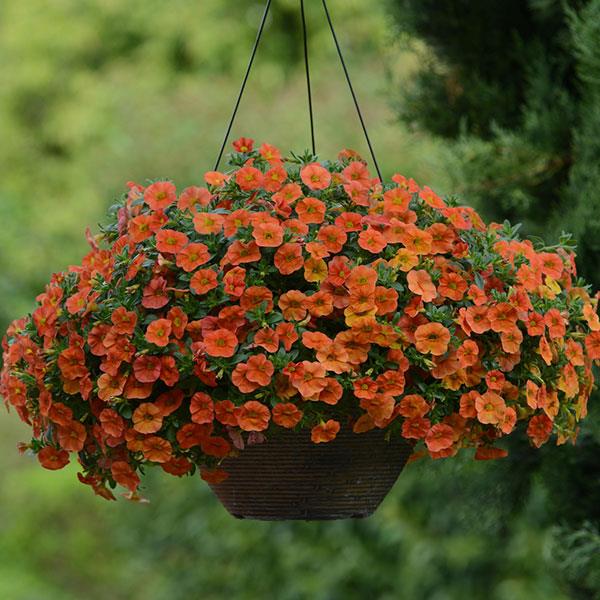 Cabaret<sup>®</sup> Orange Basket