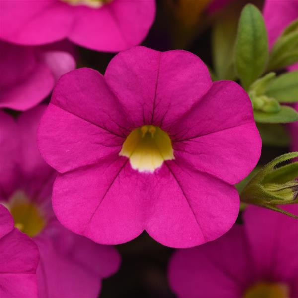 Cabaret<sup>®</sup> Pink Bloom