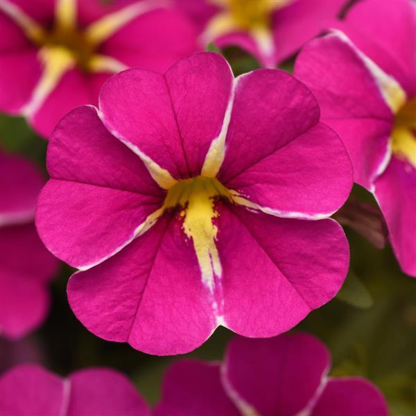 Cabaret<sup>®</sup> Pink Star Bloom
