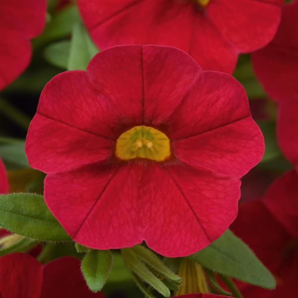 Cabaret<sup>®</sup> Red Bloom