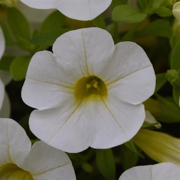 Cabaret<sup>®</sup> White Bloom