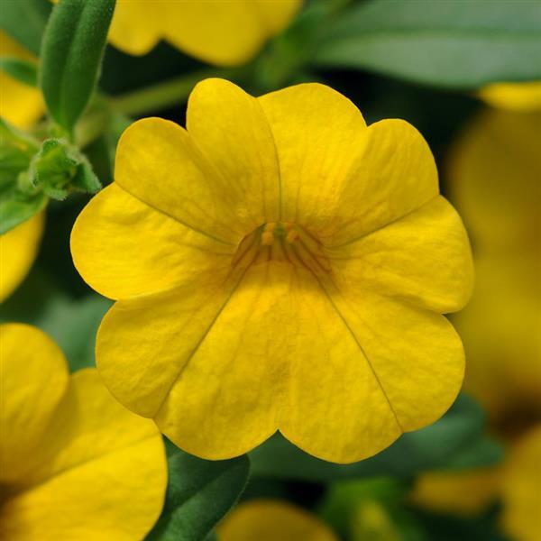 Cabaret<sup>®</sup> Deep Yellow Bloom