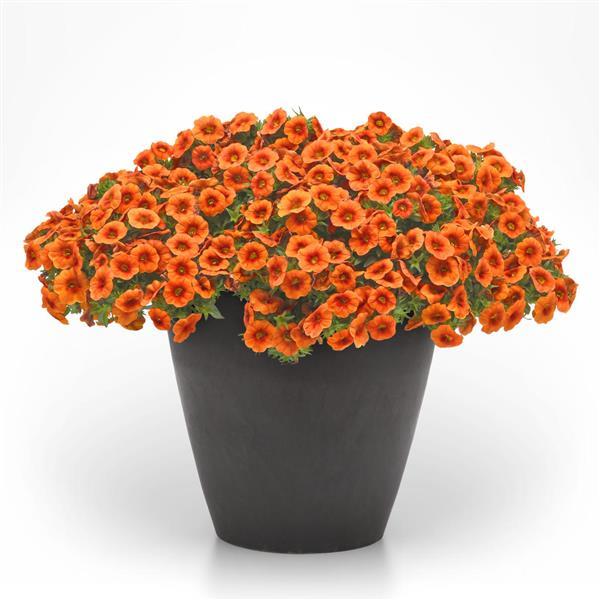Cabaret<sup>®</sup> Bright Orange Container