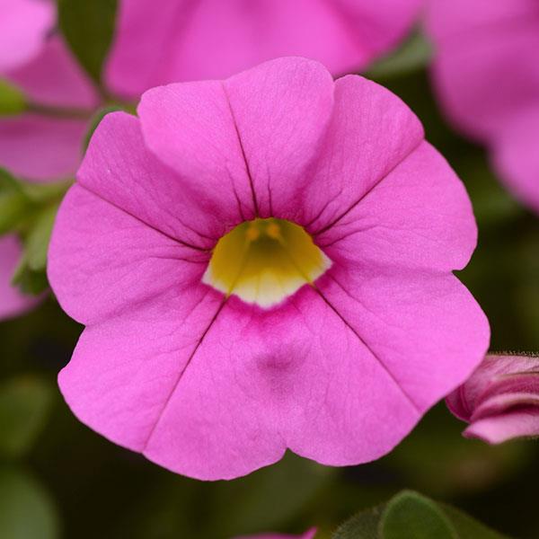 Cabaret<sup>®</sup> Light Pink Bloom