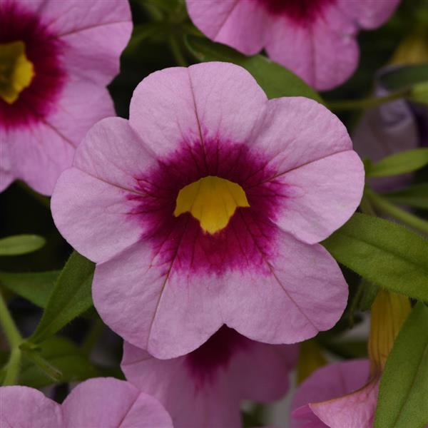 Cabaret<sup>®</sup> Light Pink Kiss Bloom
