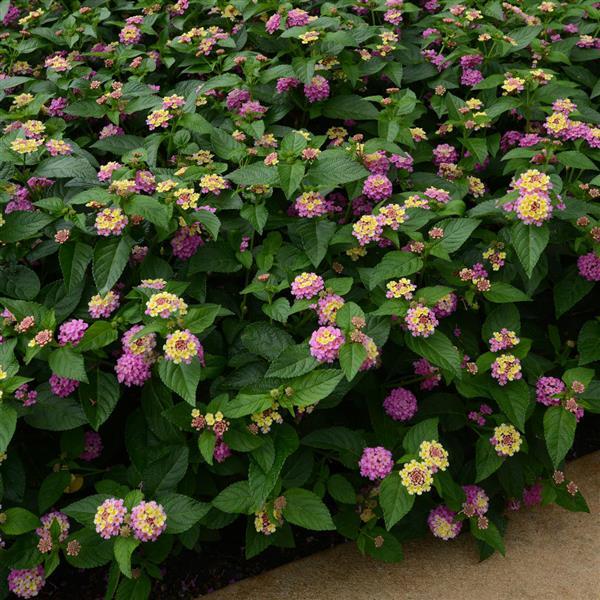 Landmark™ Rose Glow Landscape