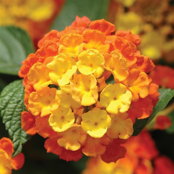 Landmark™ Citrus Bloom