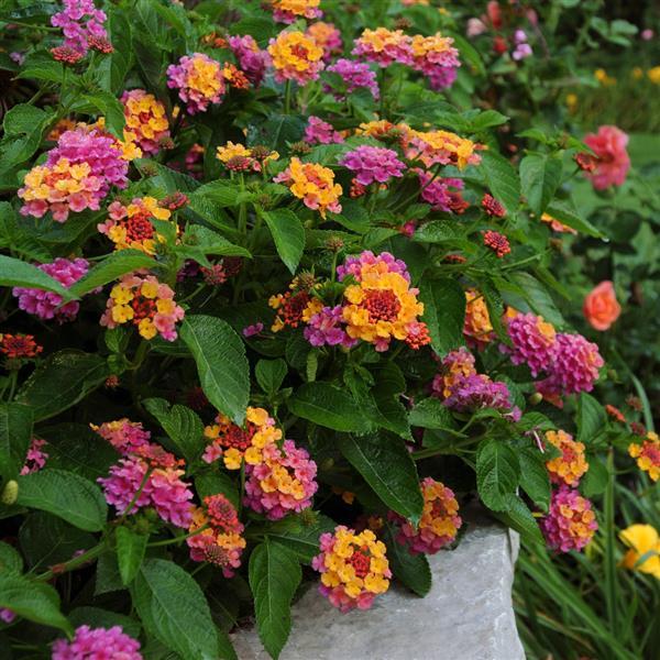 Landmark™ Sunrise Rose Garden