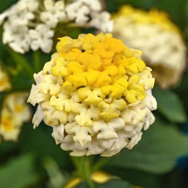 Landmark™ Lemon Glow Bloom