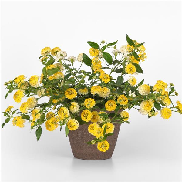 Landmark™ Lemon Glow Container