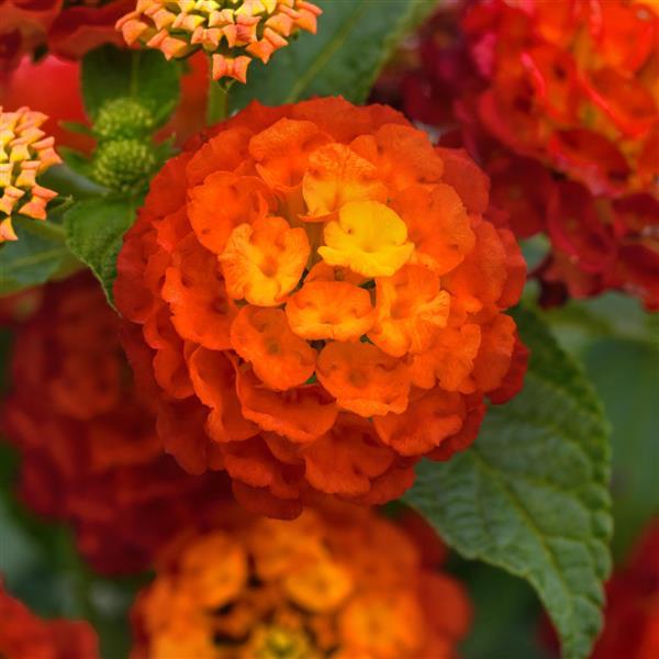 Landmark™ Red Bloom
