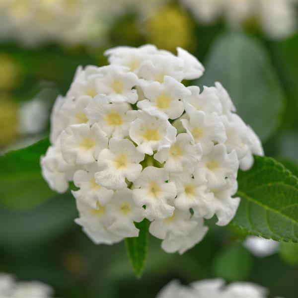 Landmark™ White Bloom