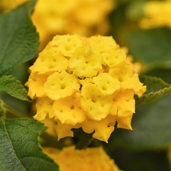 Landmark™ Yellow Bloom