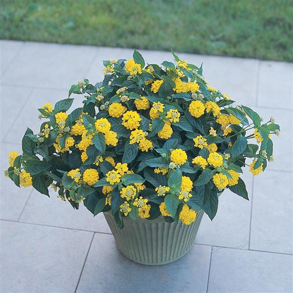Landmark™ Yellow Container
