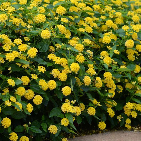 Landmark™ Yellow Landscape