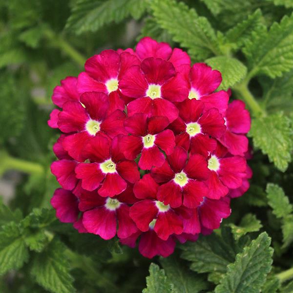 Firehouse™ Burgundy Bloom