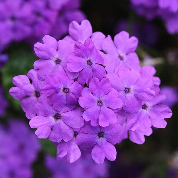 Firehouse™ Grape Bloom