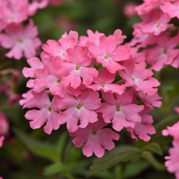 Firehouse™ Pink Bloom
