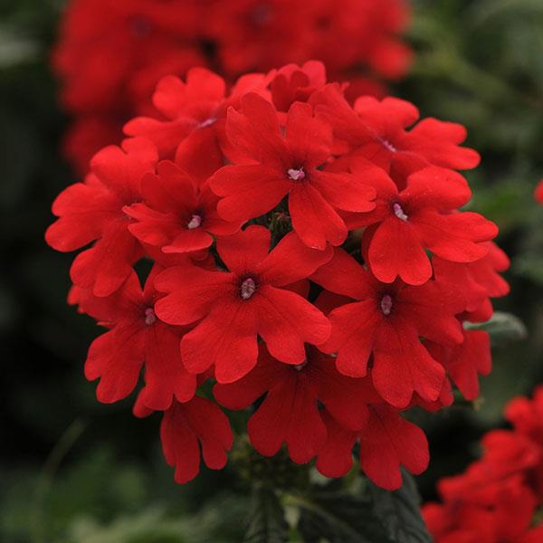 Firehouse™ Red Bloom