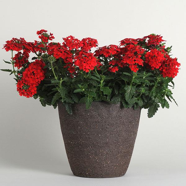Firehouse™ Red Container