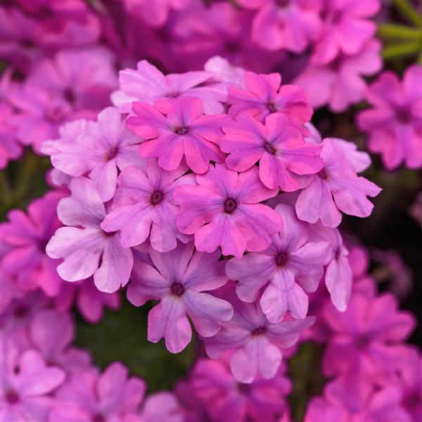 Firehouse™ Light Pink Bloom