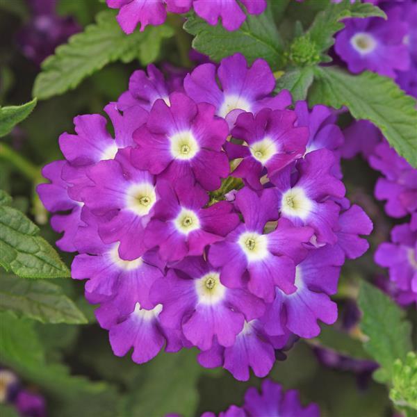 Firehouse™ Violet Wink Bloom