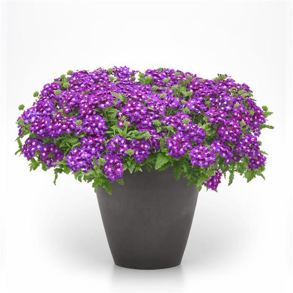 Firehouse™ Violet Wink Container
