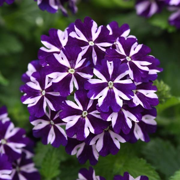 Firehouse™ Violet Vortex Bloom