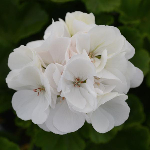 Dynamo™ White Bloom