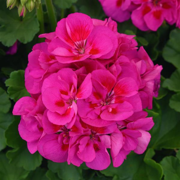 Dynamo™ Purple Sizzle Bloom