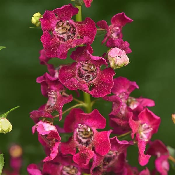 Archangel™ Fuchsia Bloom
